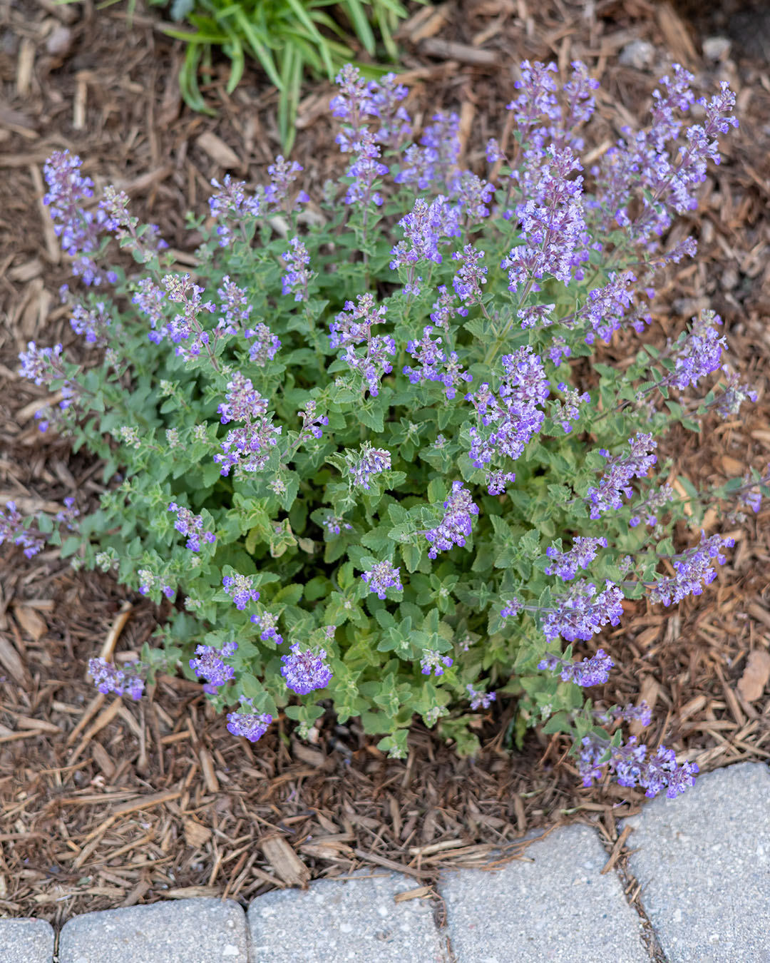 Catmint planted near the edge of a walkway.