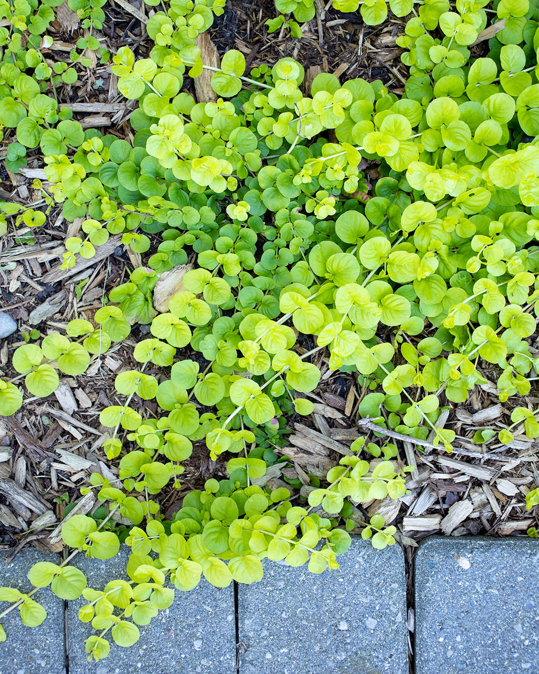 Bright green Creeping Jenny is a great companion for perennial flowers in a shade garden.
