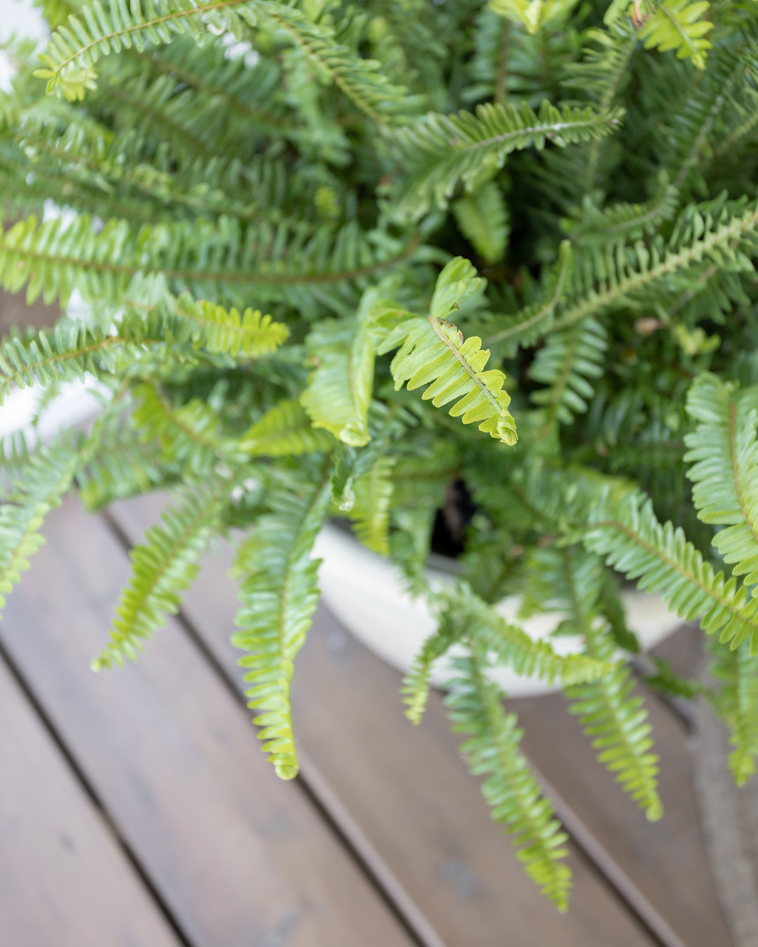 A lush fern in a pot on the front porch.