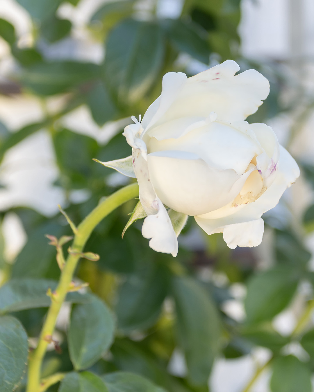 White roses are a great companion plant for other perennial flowers.