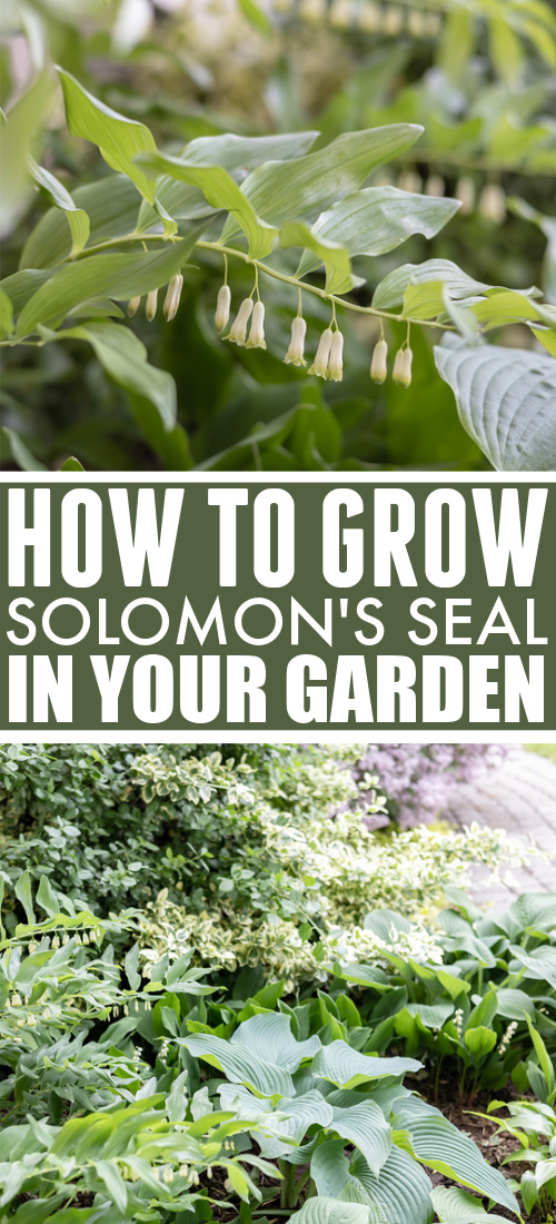 How to grow Solomon's seal in your garden.