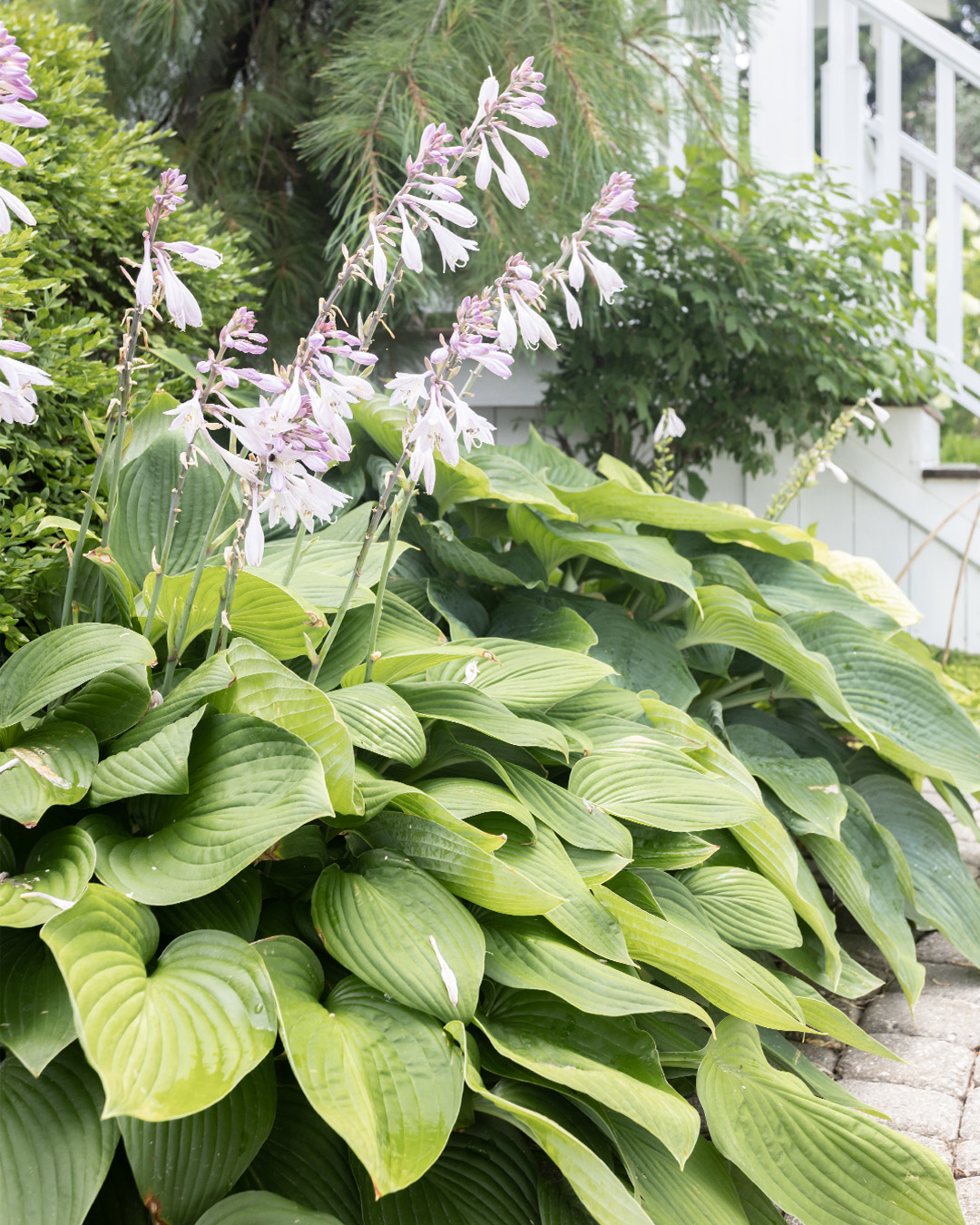Summer hostas in full bloom with box wood and other shrubs.
