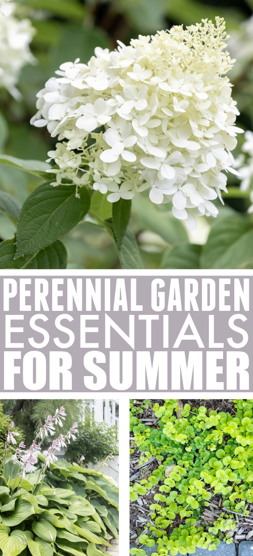 Essential perennial flowers and shrubs for you summer garden.