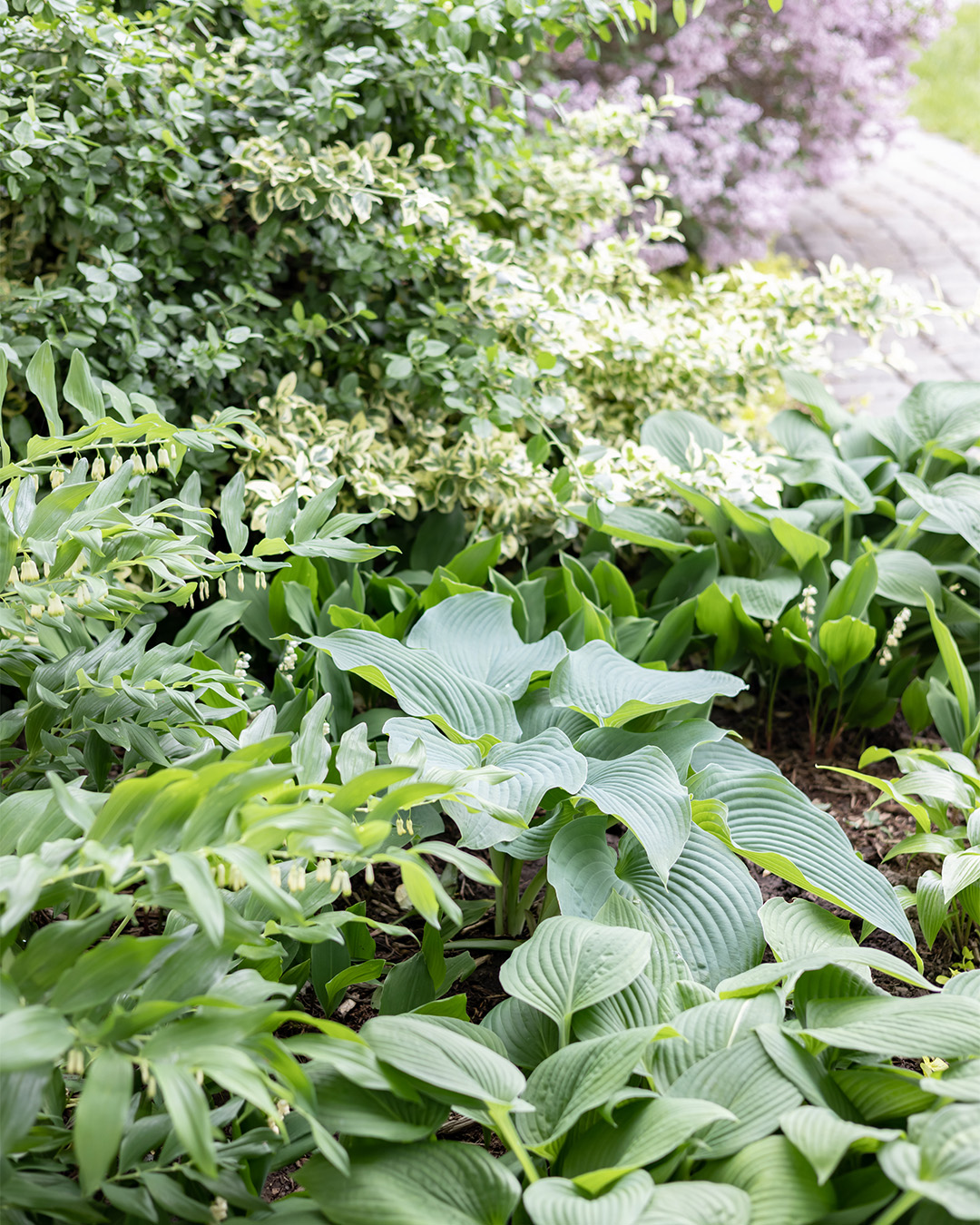 Solomon's seal in a shade garden with hostas and lily of the valley.