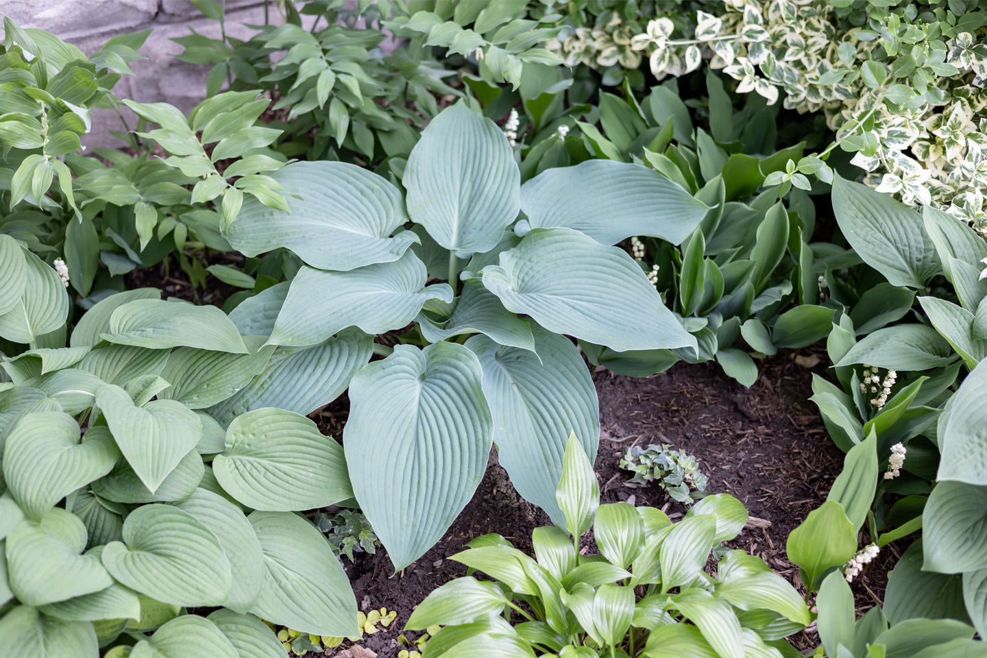 Solomon's seal paired with various hostas, ivy, and lily of the valley.