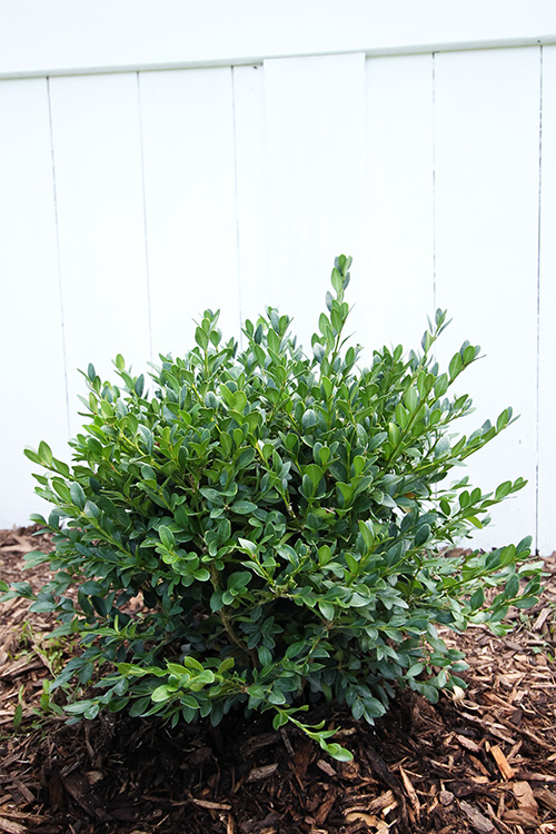 Boxwoods are an essential plant for adding structure to many gardens.