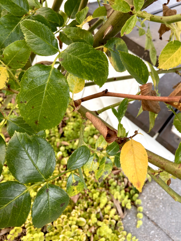 An example of yellow leaves on the lower part of a rose bush.