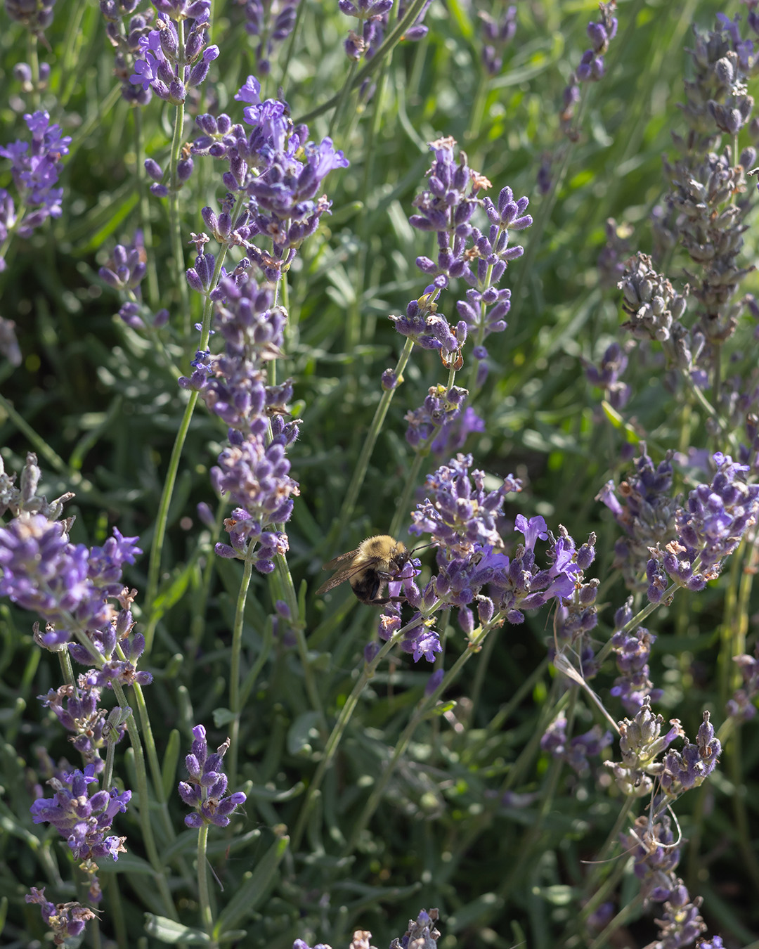 A bee enjoying some mid-summer lavender.