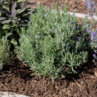 Lavender Plant Care: Growing Amazing Lavender in Your Garden