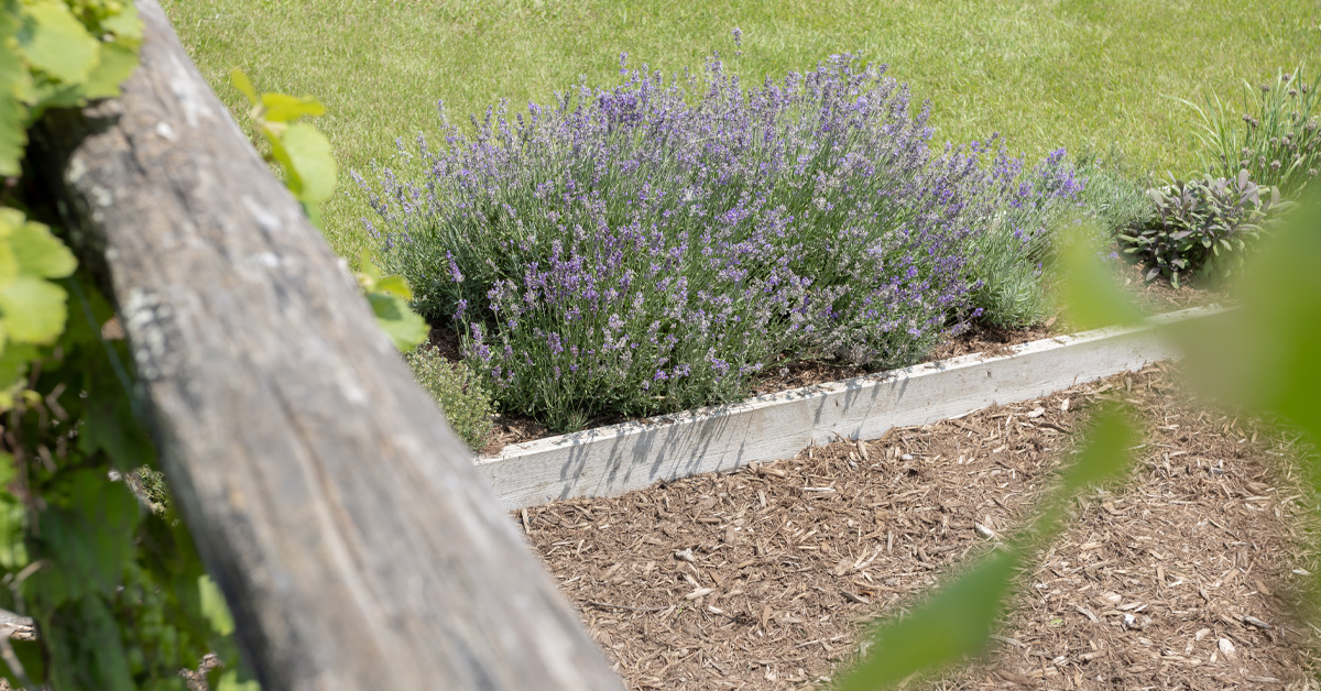 Mature lavender plants in a raised-bed garden.