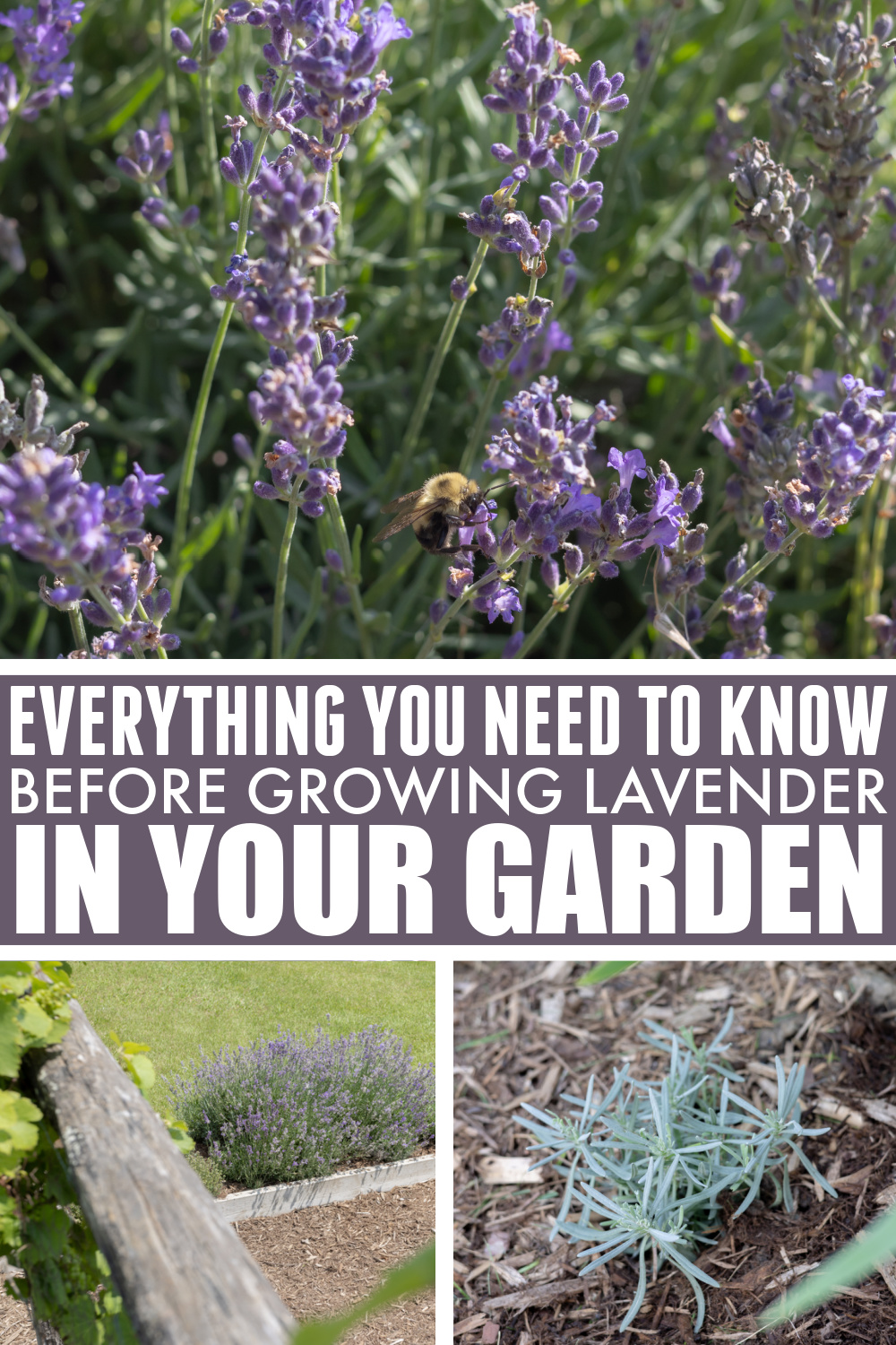 Lavender plant care title image.