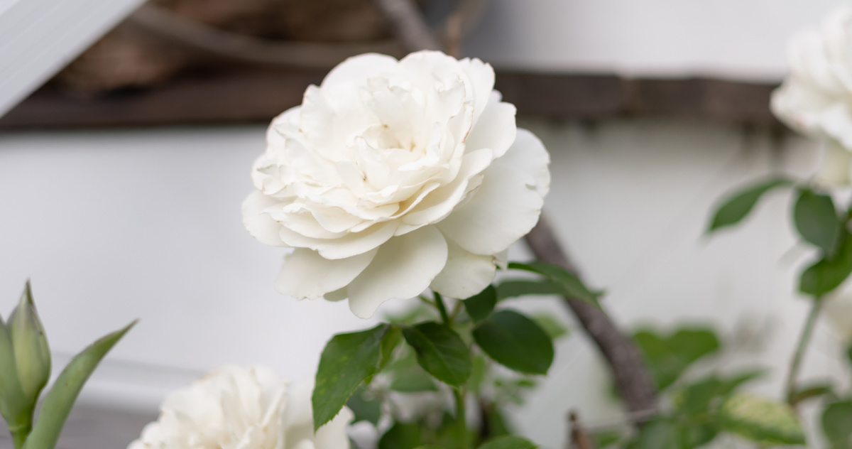 Close up view of a white rose.