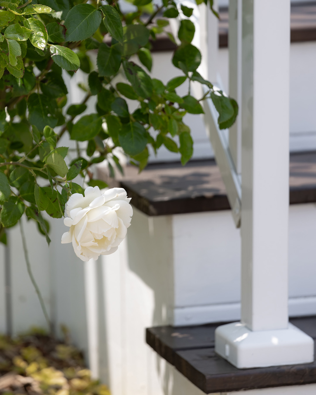 Close up of a white rose next to stairs.