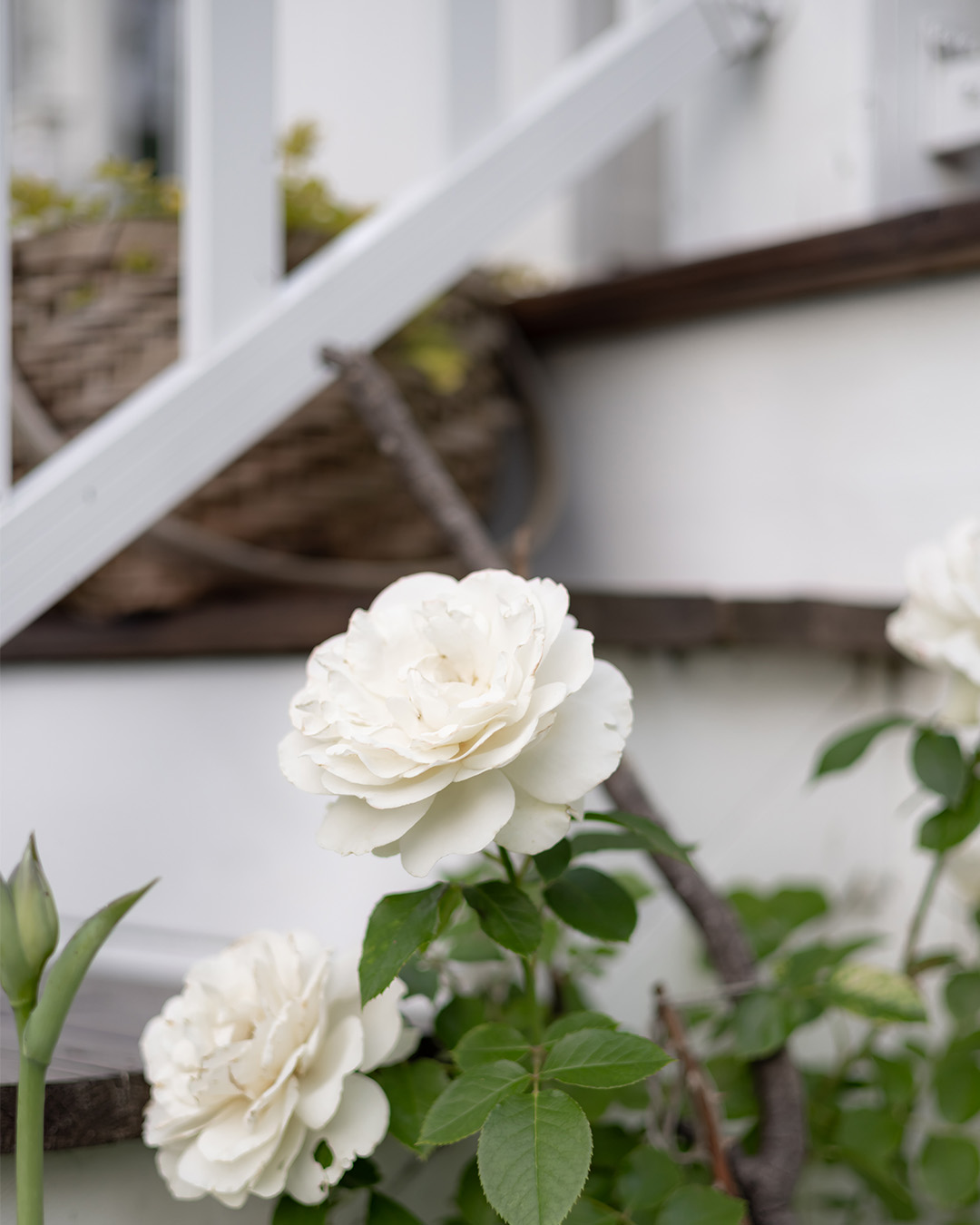 A climbing rose growing next to a stair railing.
