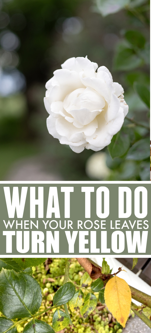 What to do when your rose leaves start turning yellow.