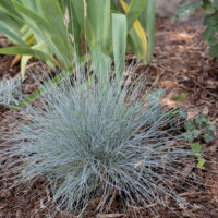 Blue Fescue May Be Exactly What Your Perennial Garden Needs