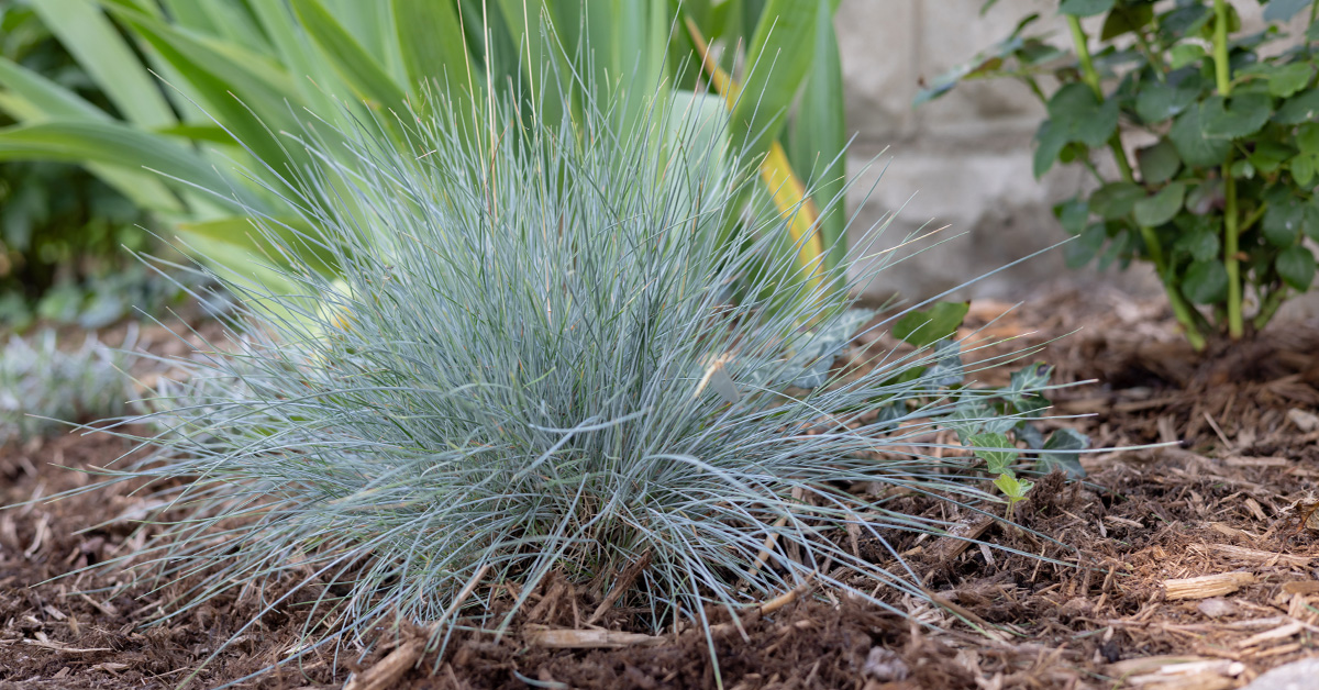 Blue fescue growing tips and guidance.