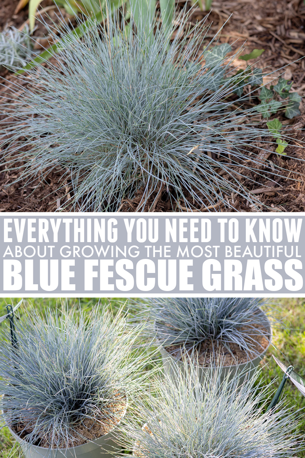 Pinterest graphic for growing blue fescue grass