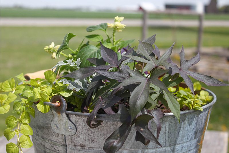 An aged galvanized buket used as a planter.