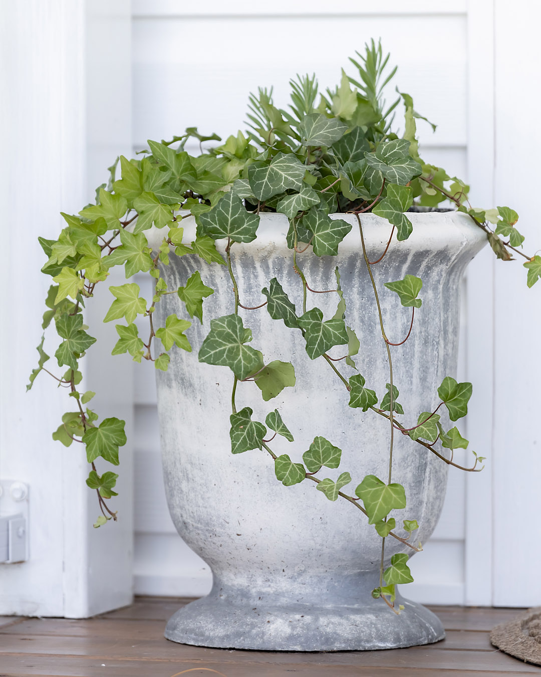Cement urn planter with ivy and lavender