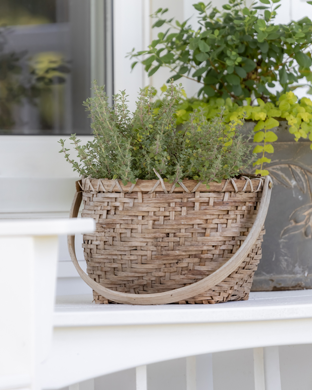 A basket used as a planter for thyme.