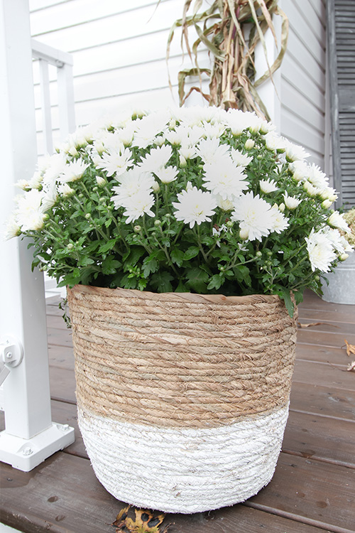 A basket planter with white mums.