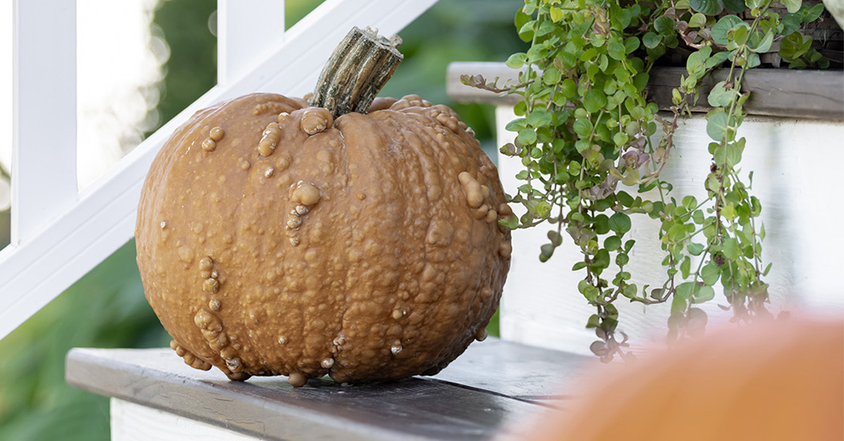 A warty pumpkin on a front step