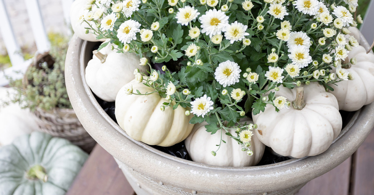 White baby boo pumpkins in a planter with mums