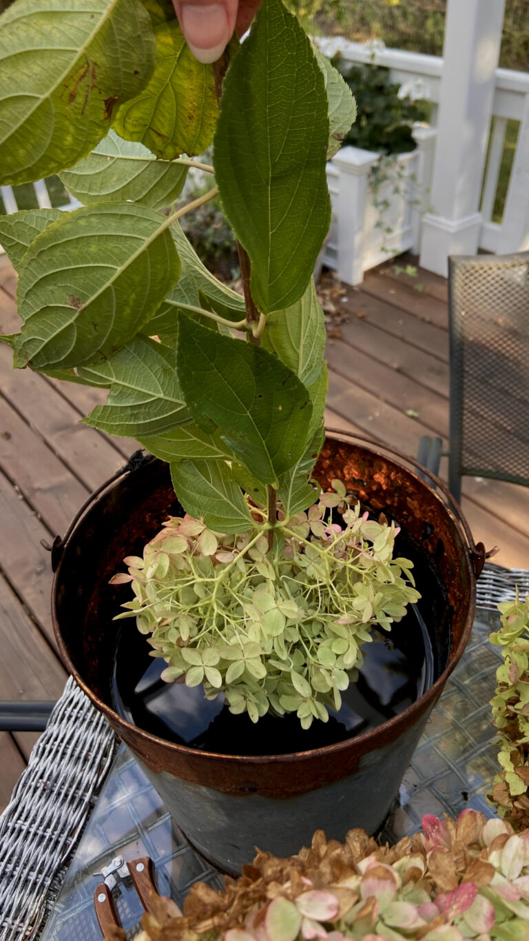 Hydrangea Removal How to Remove Bugs from Cut Hydrangeas - The Creek Line House