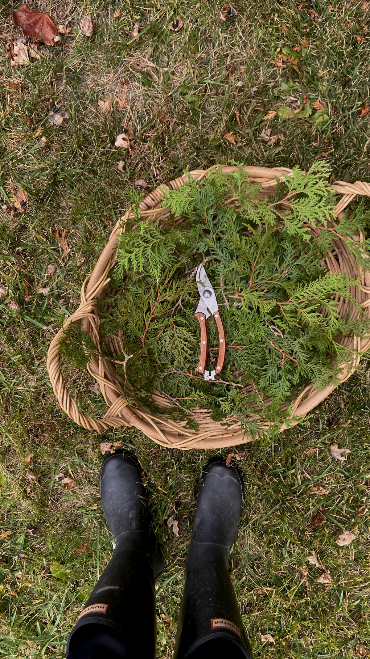 Gathering greenery for Christmas decorations.