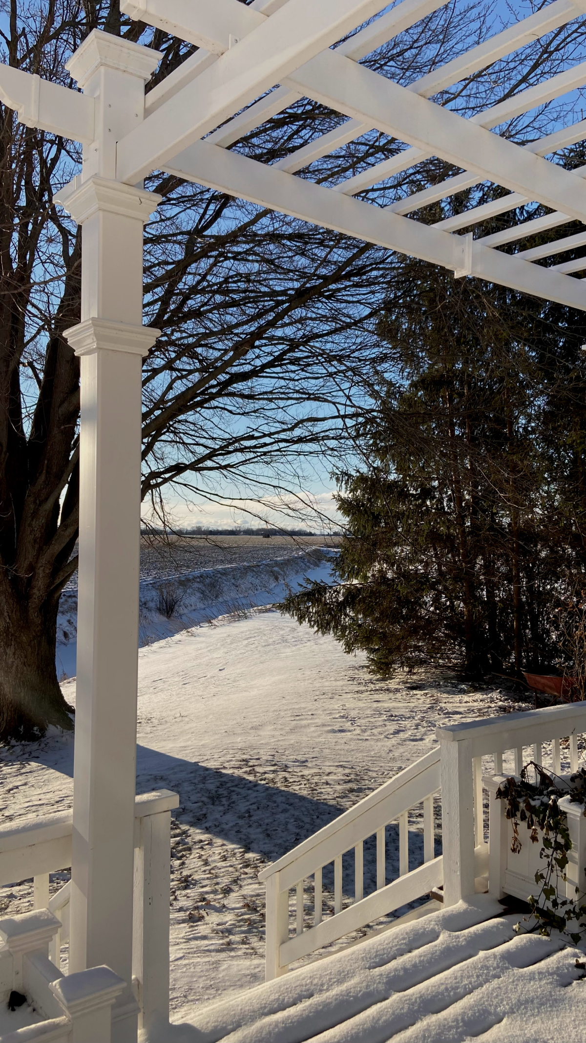 New Year's Day in the backyard.