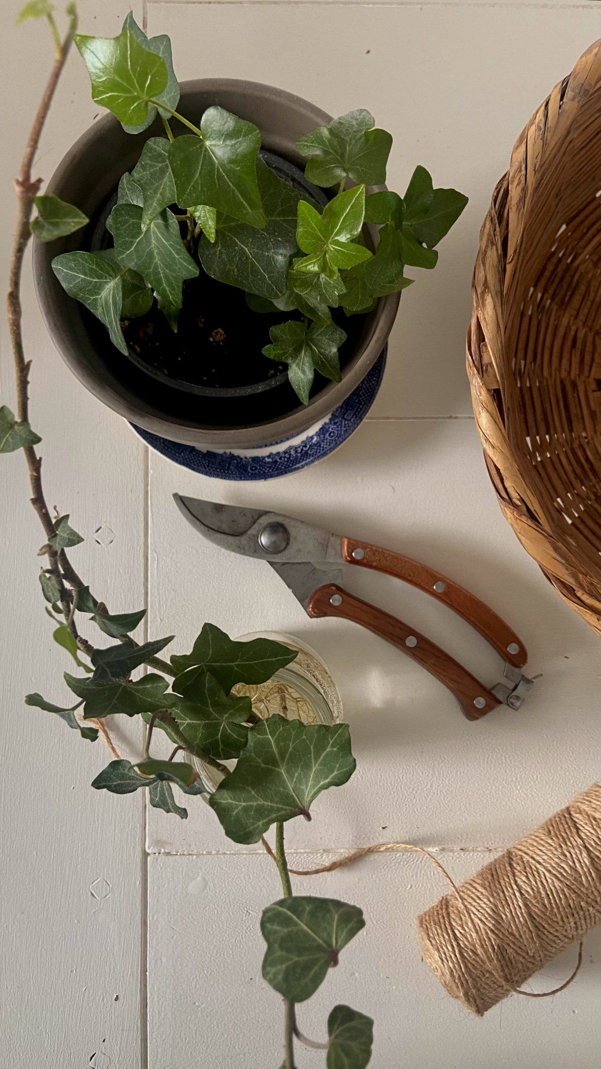 Propagating ivy plants to make more houseplants.