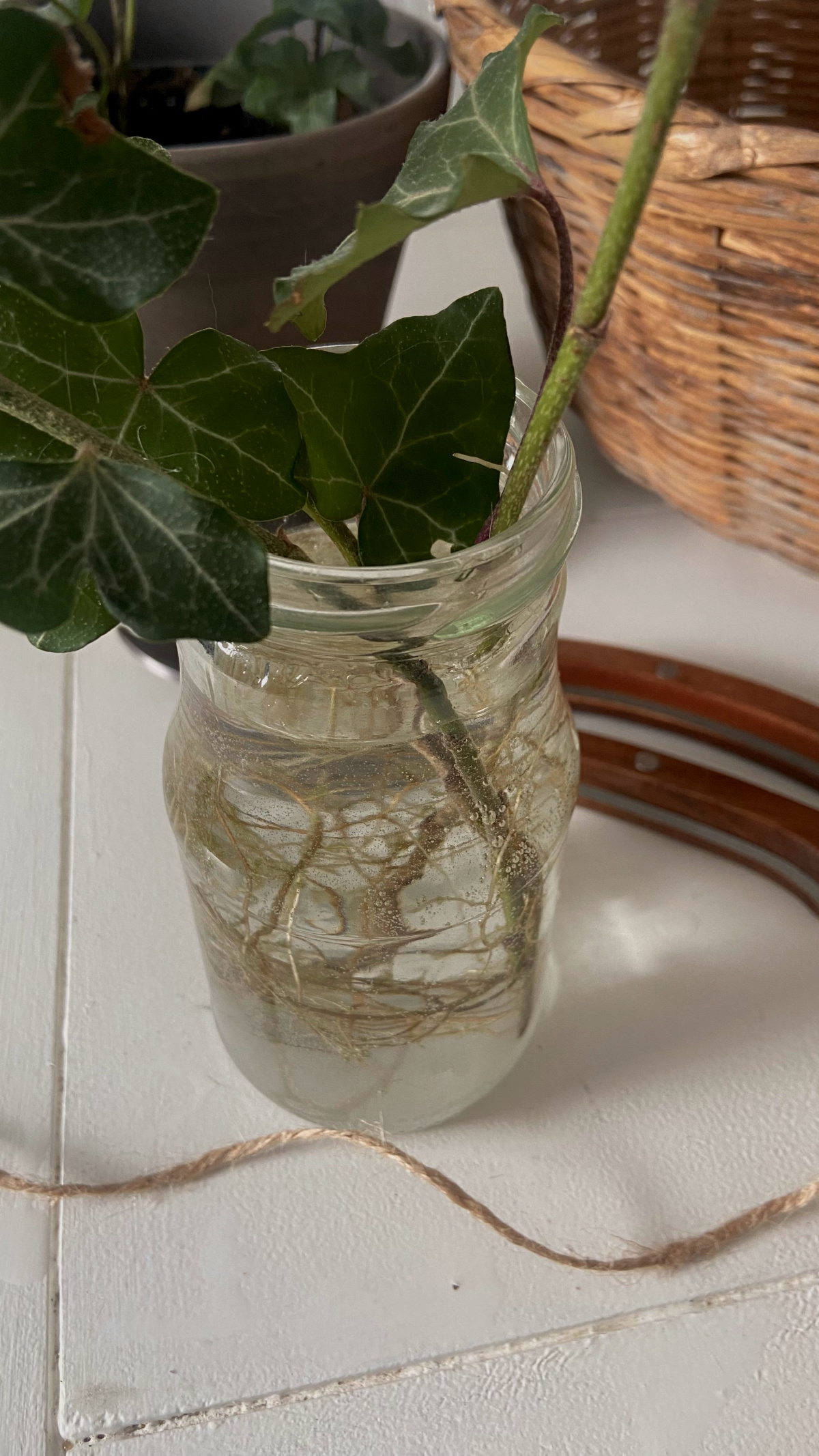 Ivy cutting in a jar of water.