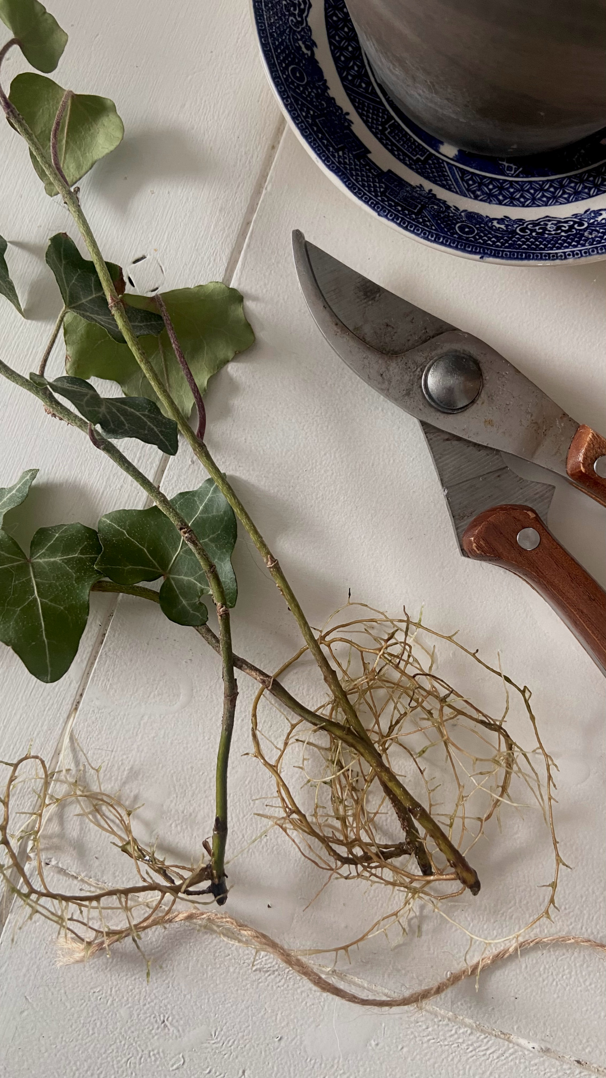 Propagated ivy plants with new roots.