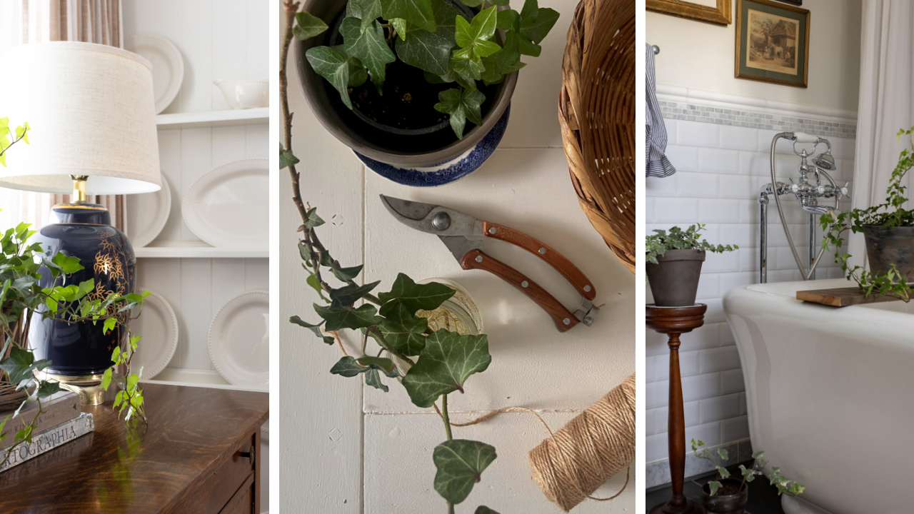 How to propagate ivy to make new houseplants for free.