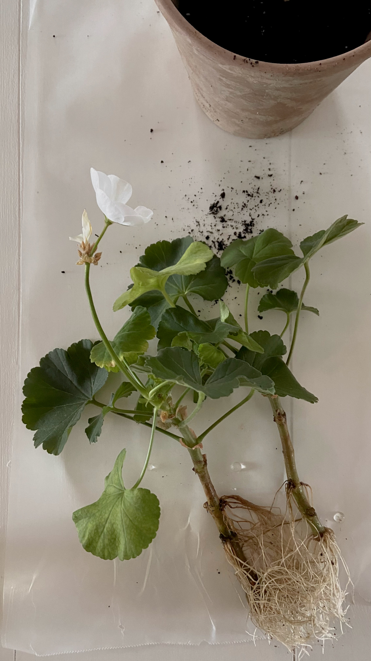 A flowering geranium cutting with roots.