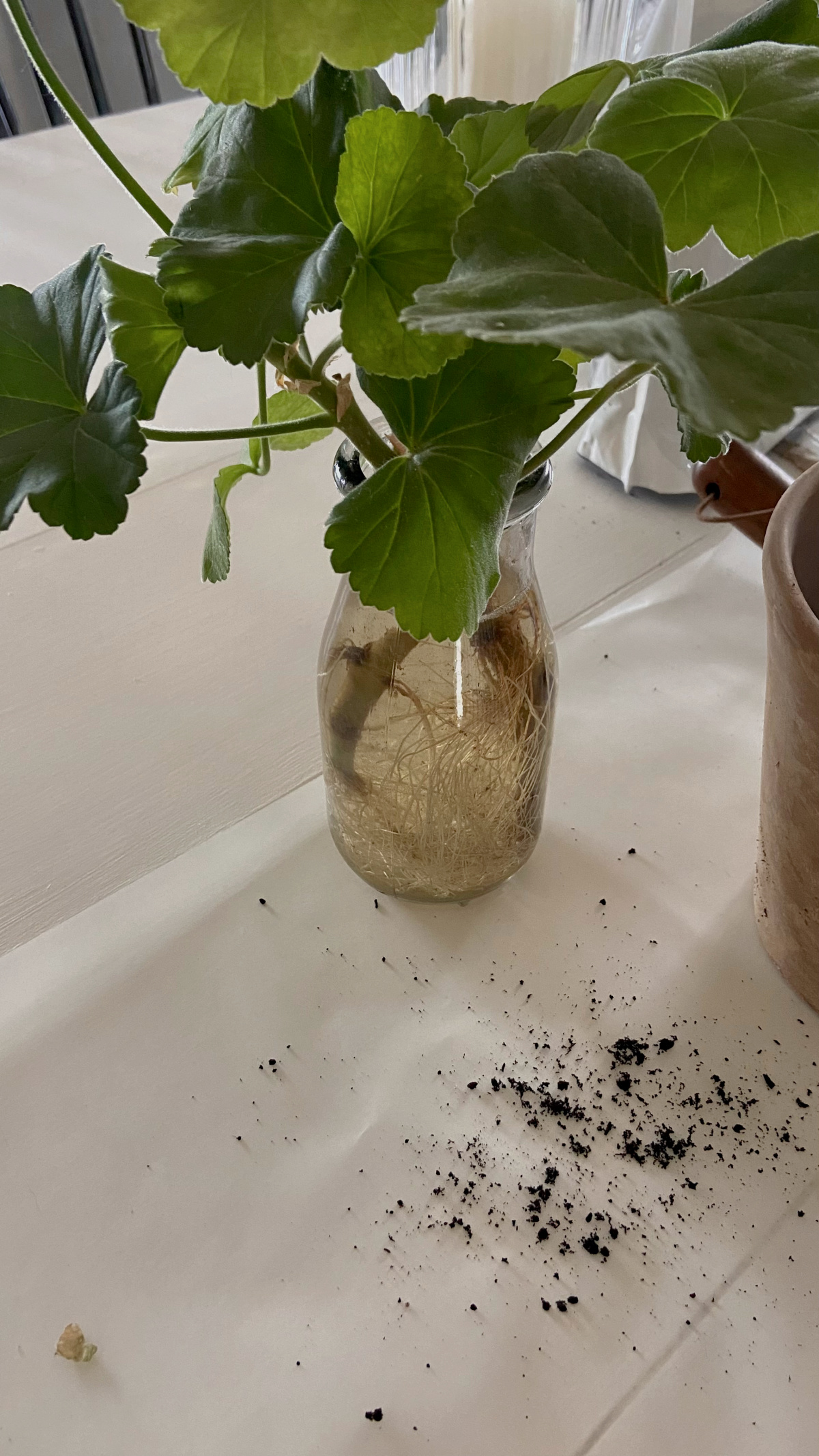Geranium cuttings being rooted in water.