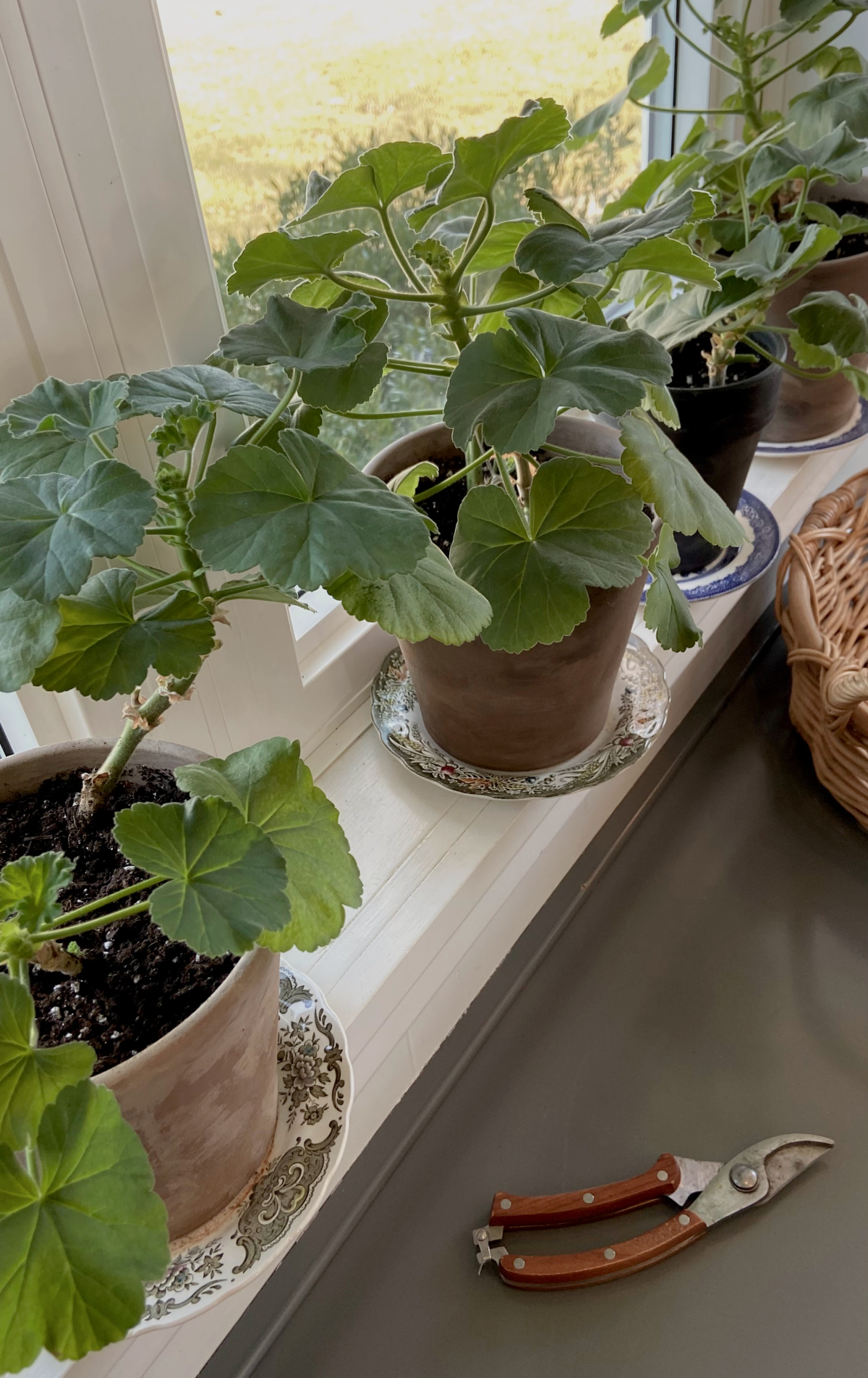 Geraniums growing indoors in a sunny window.