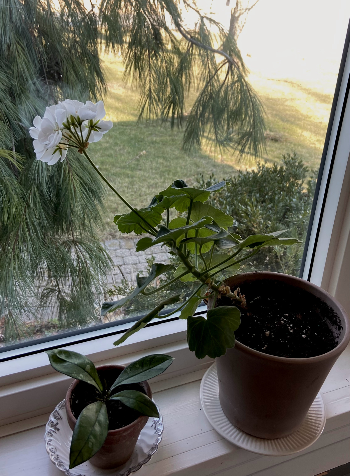 A flowering geranium houseplant.