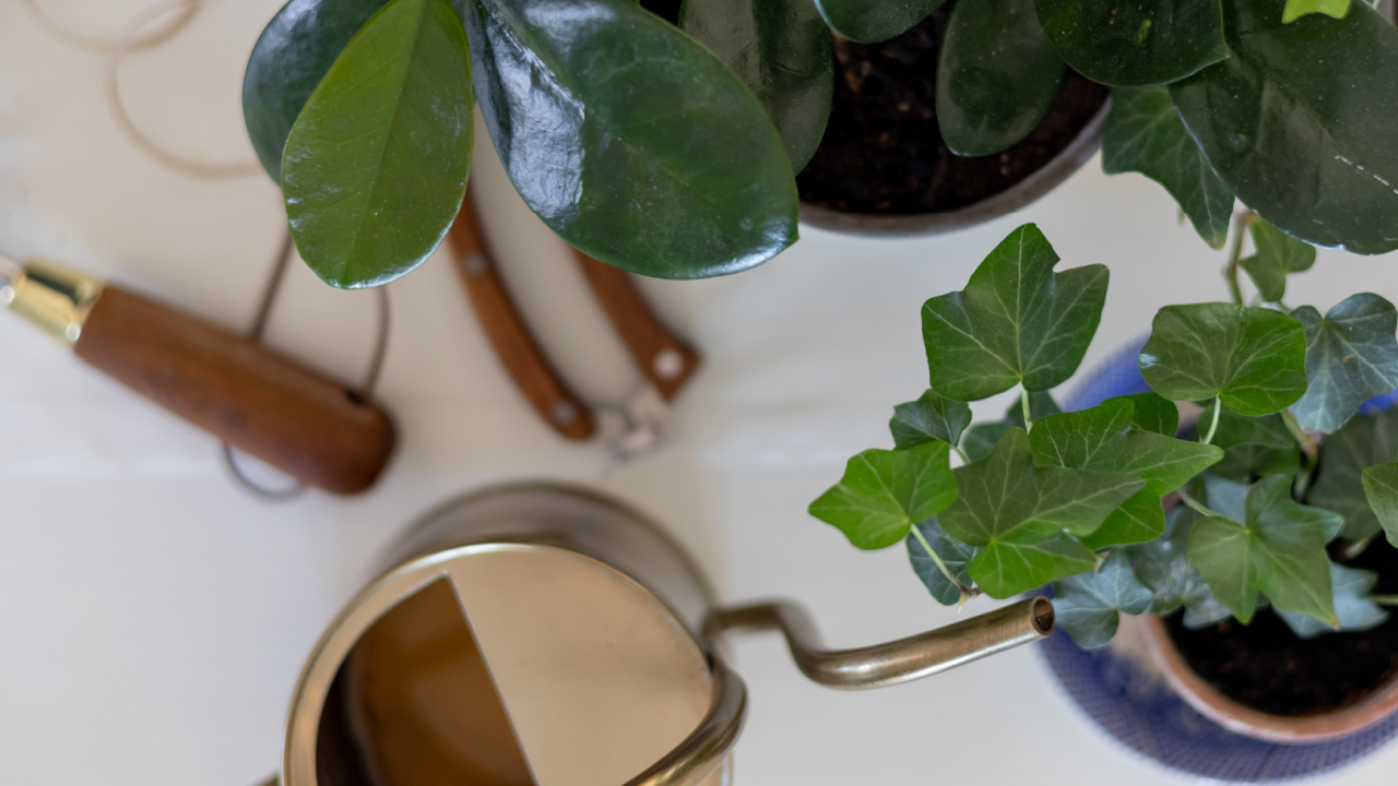 Simple weekly routine to keep houseplants alive.