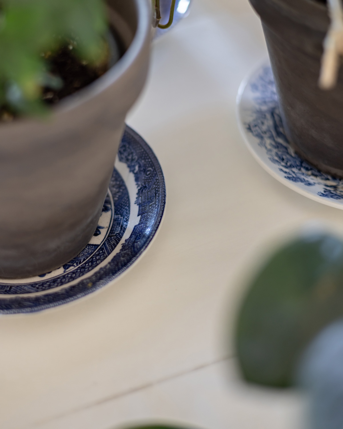 Blue and white dishes as plant pot saucers.