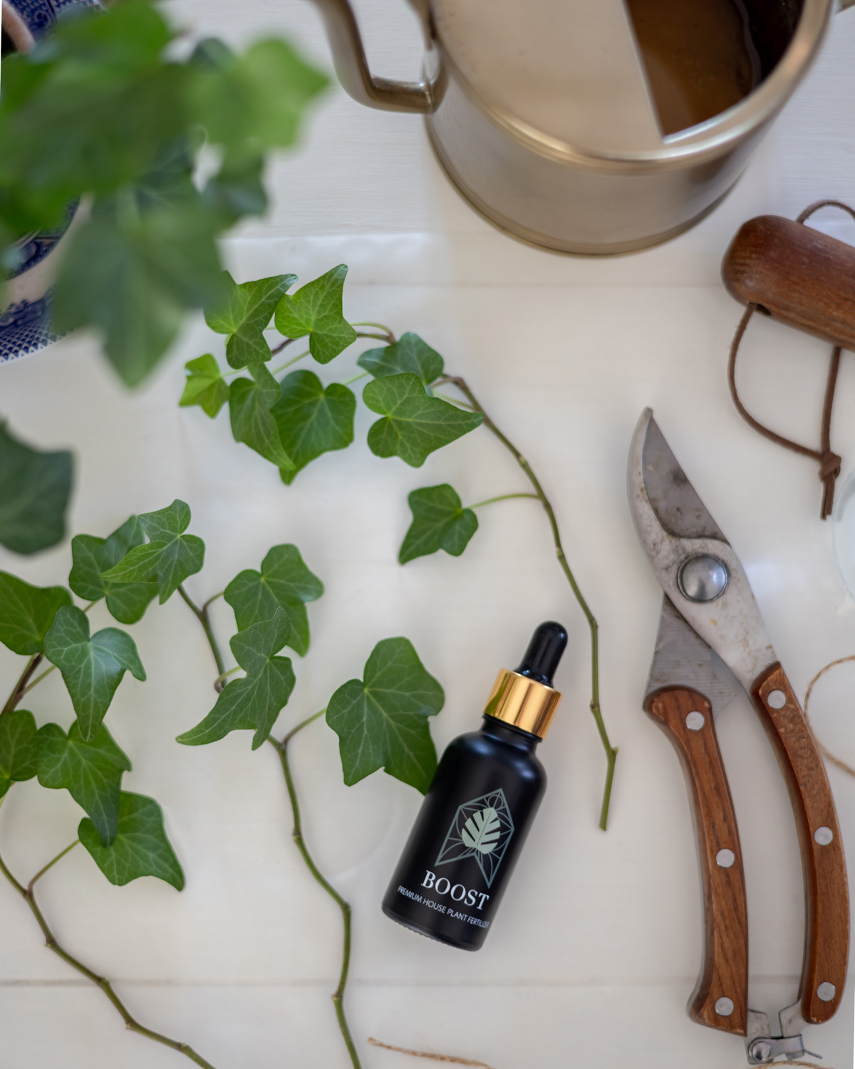 Taking ivy cuttings to propagate new plants.