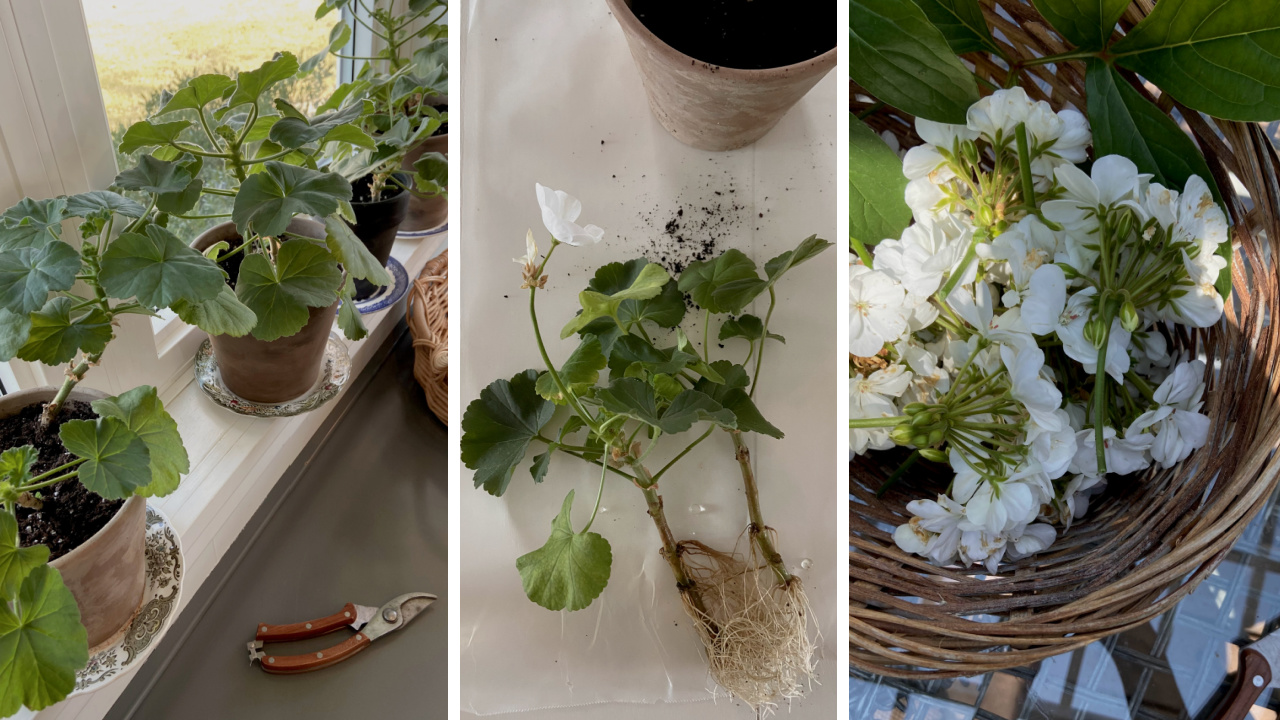 How to Propagate Geraniums - The Creek Line House