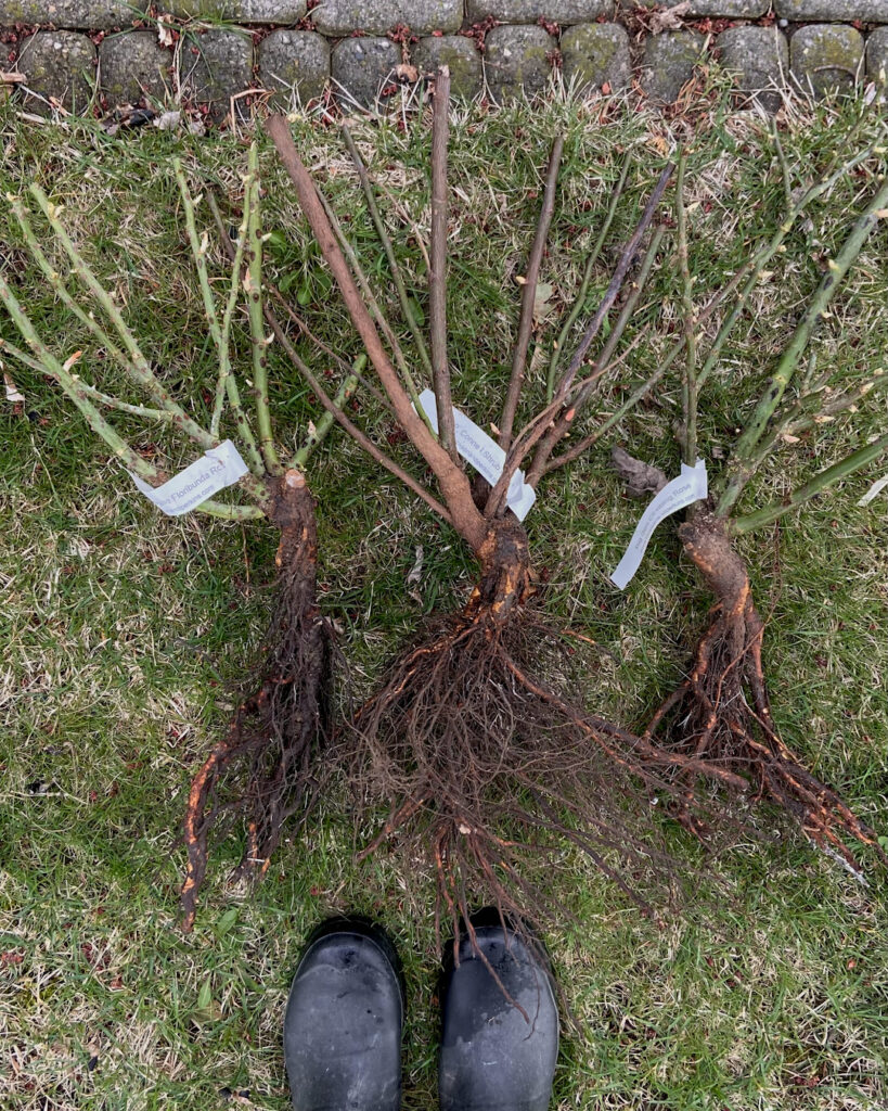 How to Plant Bare Root Roses - The Creek Line House