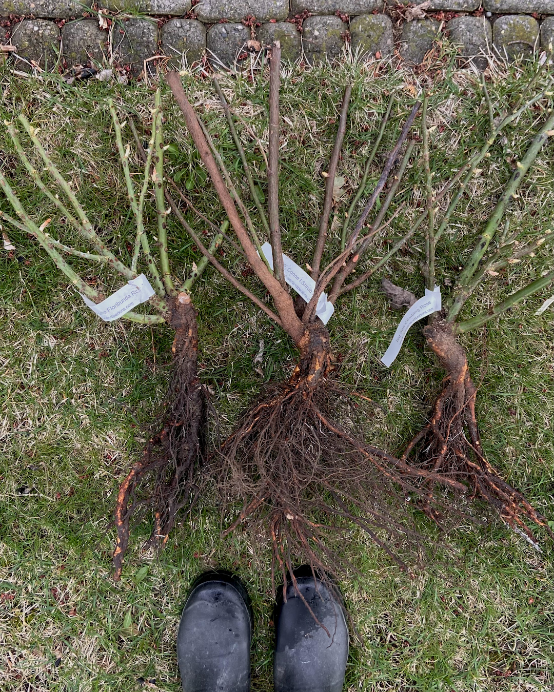 Bare root roses that have just been unpacked.