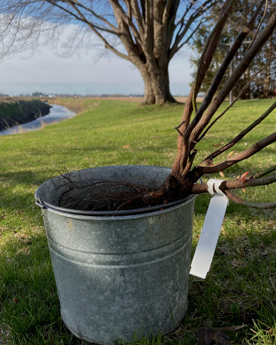 Preparing to soak a rose's roots in a metal bucket.