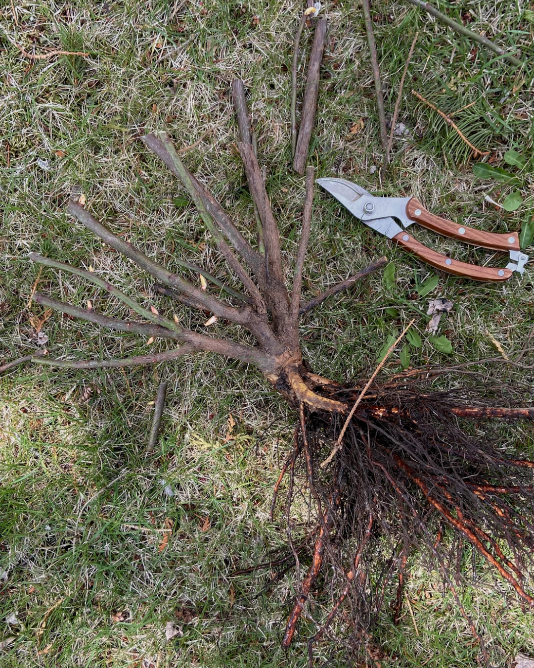 Trimming rose canes prior to planting.