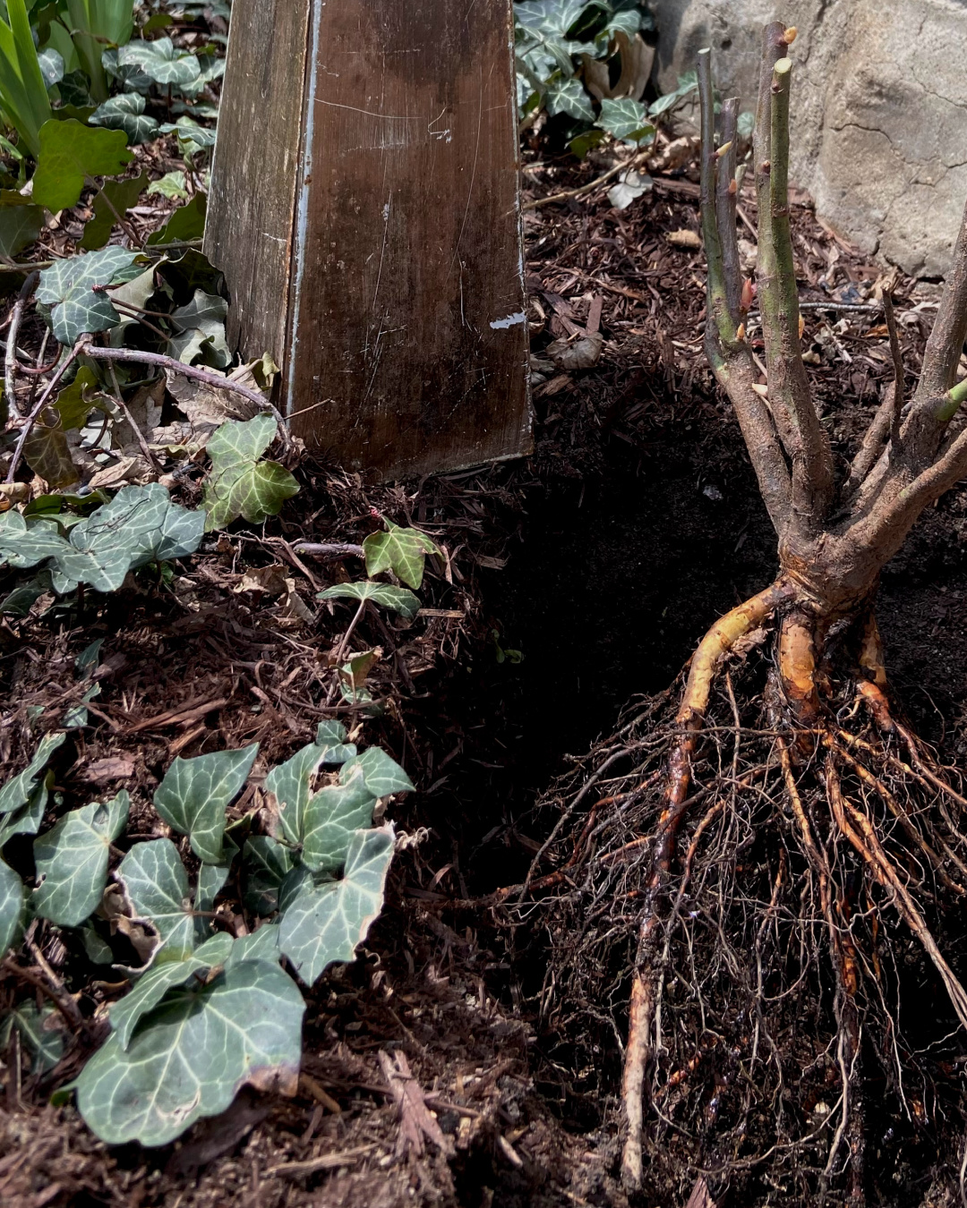 Placing the bare root rose in the hole.