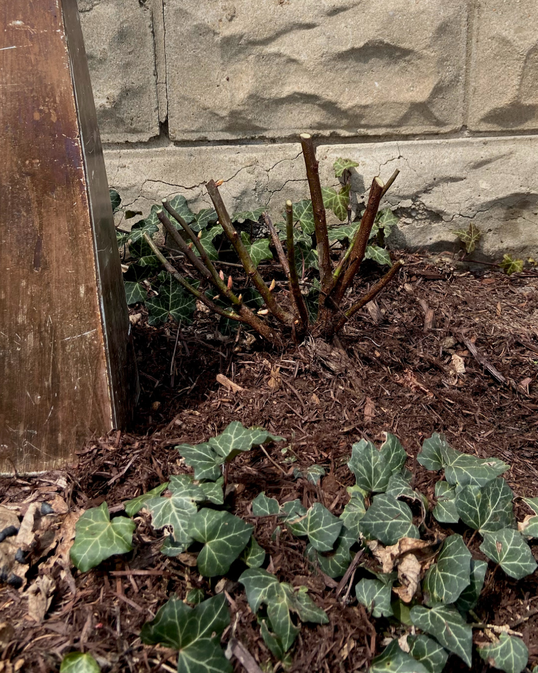 The newly planted rose.
