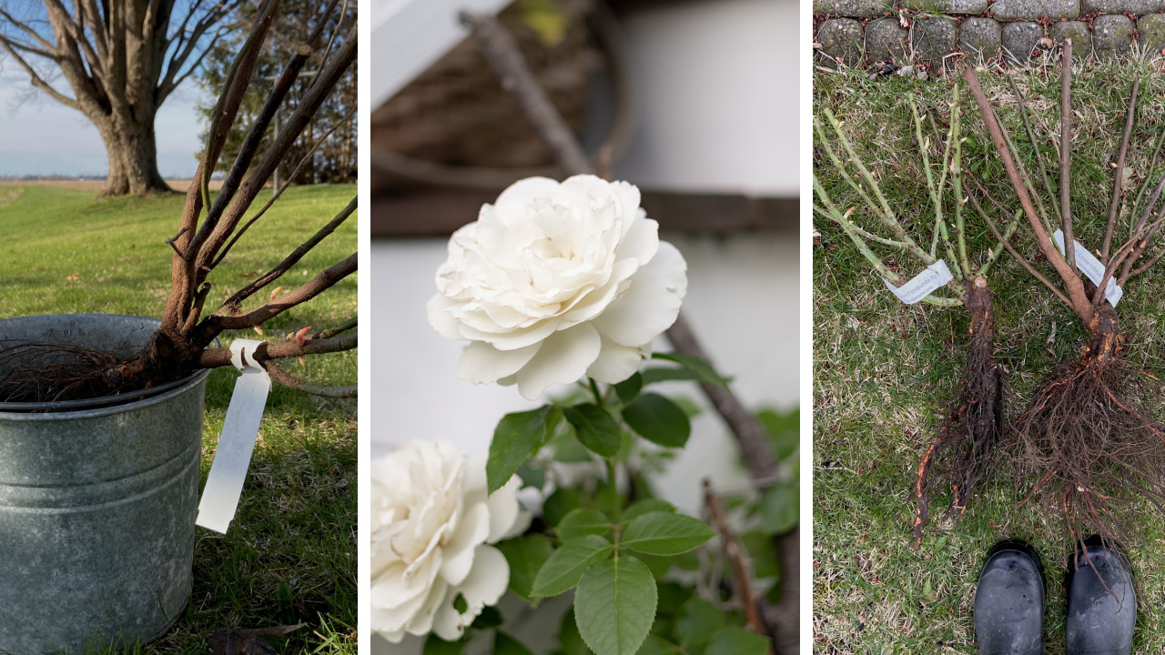 Planting bare root roses in my garden.